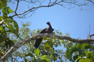 a bird perched on top of a tree branch at Manoas in Uvita