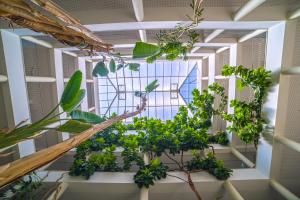 una habitación llena de plantas y una ventana en Vila Petra, en Albufeira