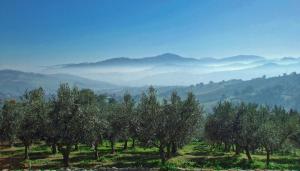 una fila de árboles en un campo con montañas en el fondo en Villasfor2, en Casoli