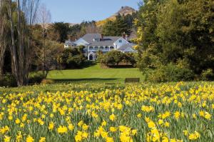 a field of daffodils in front of a house at Otahuna Lodge in Christchurch