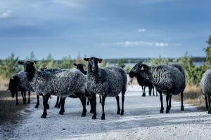 Dýr á hótelinu eða í nágrenninu