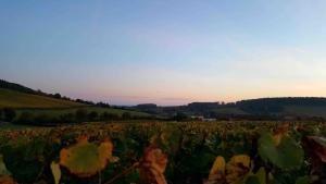a field of crops with the sun setting in the background at La Cadole de Chardonnay in Chardonnay