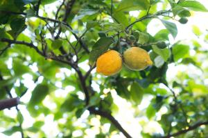 Fotografie z fotogalerie ubytování B&B L'Albero Dei Limoni v destinaci Portoscuso