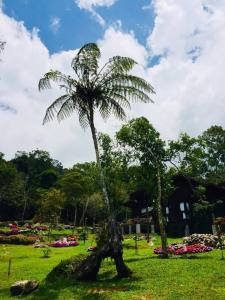 A garden outside Spring Garden