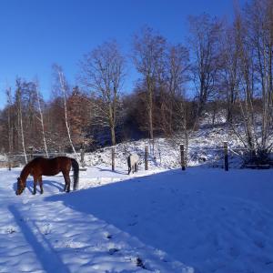 zwei Pferde, die auf einem schneebedeckten Feld grasen in der Unterkunft Le Gîte du Cheval Blanc in Fraize