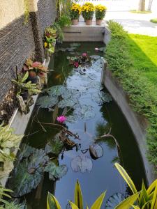 un estanque koi en un jardín con plantas y flores en Minh Kim Guesthouse en Ấp Phó