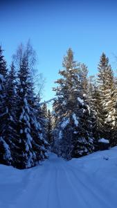 The Old Logging Camp talvel