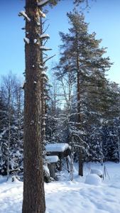 The Old Logging Camp talvel