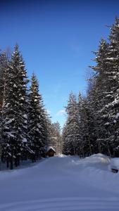 The Old Logging Camp talvel