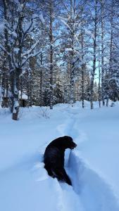 The Old Logging Camp talvel