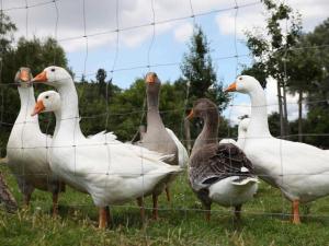 a group of ducks standing next to a fence at Ferienwohnungen im Bauernhaus _ Ob in Papendorf
