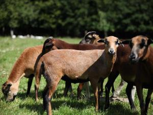 a group of brown goats grazing in a field at Ferienwohnungen im Bauernhaus _ Ob in Papendorf