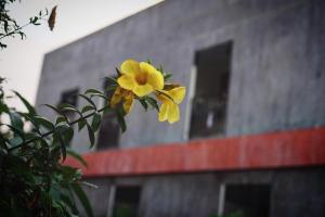 a yellow flower on a branch in front of a building at Apartment Khunpa in Lamai