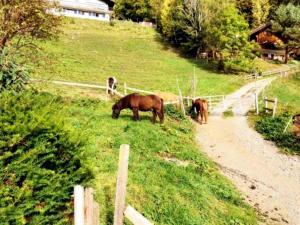 Altri animali domestici presso l'affittacamere o nei dintorni