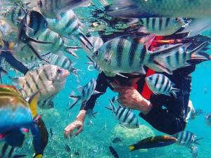 a person swimming in the water with a group of fish at Delima Redang Resort in Redang Island