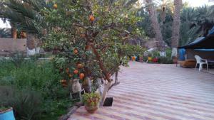 een boom met sinaasappels erop in een tuin bij gîte les jardins in Goulmima