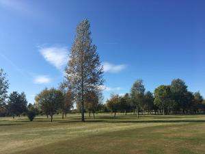 シルバーストーンにあるSilverstone Golf Club And Hotelの畑の中の木
