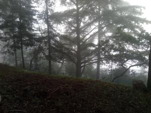 Une forêt brumeuse avec des arbres sur une colline dans l'établissement Quinta das Aveleiras, à Torre de Moncorvo