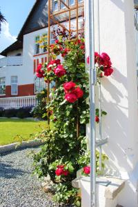 Zahrada ubytování Rosen Villa