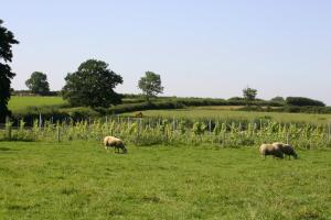 a group of sheep grazing in a field at The Swallows Rest Bed & Breakfast in Brigstock