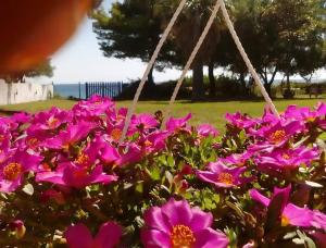 a bunch of pink flowers in a garden at Seafront Villa Joan in Nea Skioni +22 photos