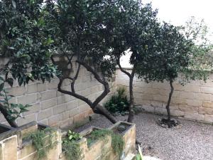 dos árboles frente a una pared de ladrillo en Monterussi Bed and Breakfast, en Cavallino di Lecce