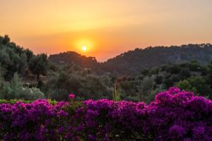 a sunset over a field of purple flowers at Ca's Xorc Luxury Retreat - ADULTS ONLY in Sóller