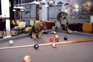 Ospiti di Link Hotel & Hub By Dan Hotels con animali domestici
