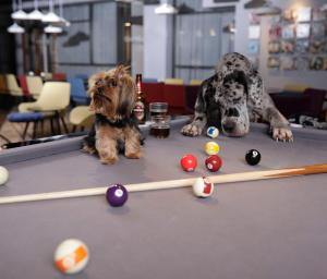 Ospiti di Link Hotel & Hub By Dan Hotels con animali domestici