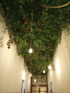a room with a ceiling filled with plants and lights at Hostel Vagamundo in Los Llanos de Aridane