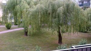 two weeping willows in a park with a building at Zielona Herbowa in Lublin