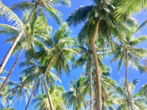 eine Gruppe von Palmen gegen einen blauen Himmel in der Unterkunft Anda White Beach Resort in Anda