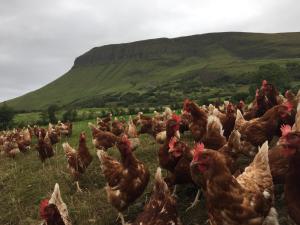 Gallery image of Benbulben Farmhouse B&B in Drumcliff +32 photos