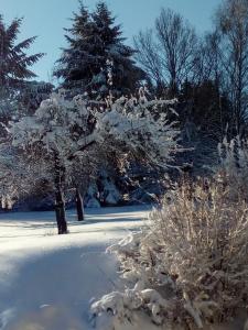 ein schneebedeckter Baum in einem Hof mit Schnee darauf in der Unterkunft Gasthof-Hotel Dilger in Rattenberg