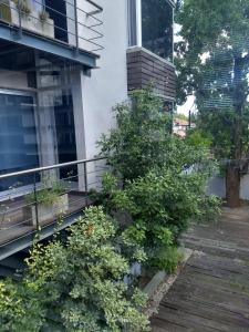 カンパーナにあるRefugio Urbano Apartamentosの隣のバルコニーの木