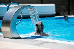um cão a nadar numa piscina com uma fonte de água em Appartement Am Hohenbusch em Burg-Reuland