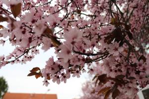 Galeriebild der Unterkunft Gästehaus Kirschgarten in Bodenheim