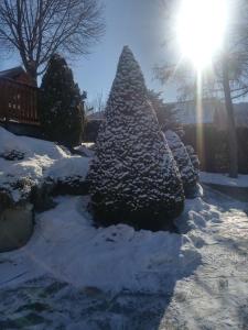 un arbre de Noël recouvert de neige dans une cour dans l'établissement La Carline, à Guillestre