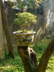 una planta en una olla sentada en un tronco de árbol en Tam Tinh Vien Homestay, en Hue