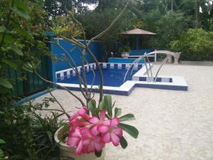 a pink flower in a pot next to a pool at Abha Villa in Galle