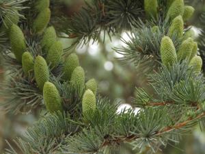 a group of green needles on a pine tree at Le Jardin Des Erables in Saint-Marcel