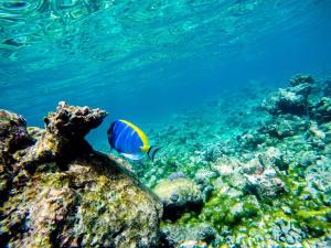 Gallery image of Old Town Inn Maldives in Gaafaru