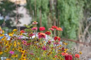a bunch of flowers in a garden at Hotel Lingzi in Leh