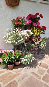 a bunch of flowers in pots on a wall at Casa Adile in Sappada