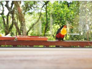 a bird sitting on the back of a bench at La Réserve Suites in Monte Verde