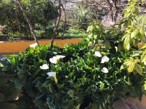 エル・パソにあるCasa Casildaの庭の白花の茂み