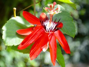 a red flower with green leaves on a tree at Manoas in Uvita