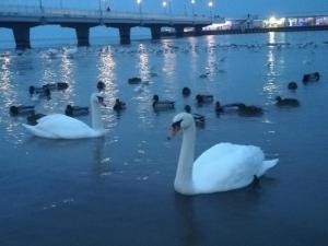 Výhľad na rieku v blízkosti apartmánu