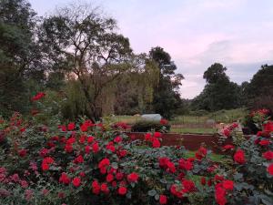 a garden filled with red roses in a field at Le Moulin de Bois Coûtant in Vivonne