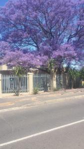 un árbol con flores púrpuras delante de una valla en 5 on Pieter Hugo, en Paarl